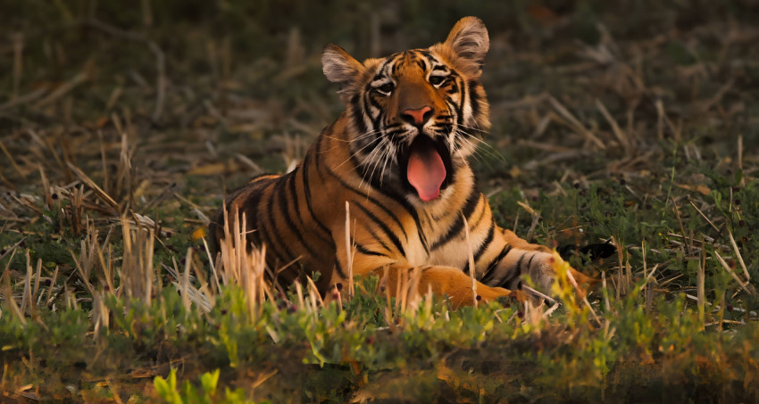 Tiger lying in Grass Wallpaper For Desktop