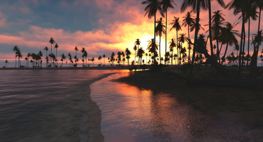 Tropical Paradise Palm Tree Desktop