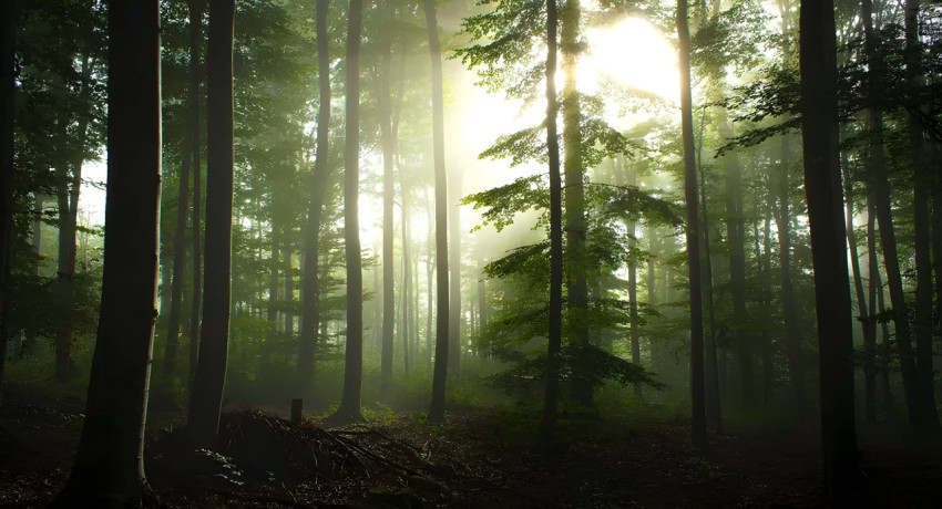 Mysterious Dark Forest Desktop Wallpaper