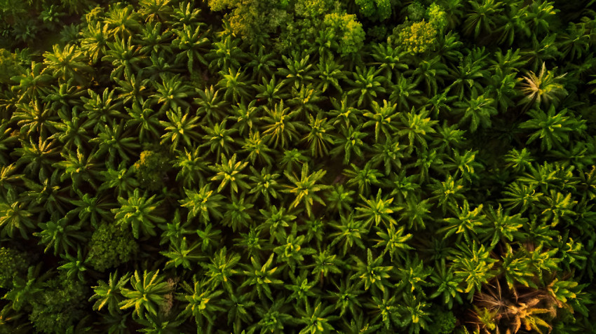 Majestic Palm Tree Desktop Picture