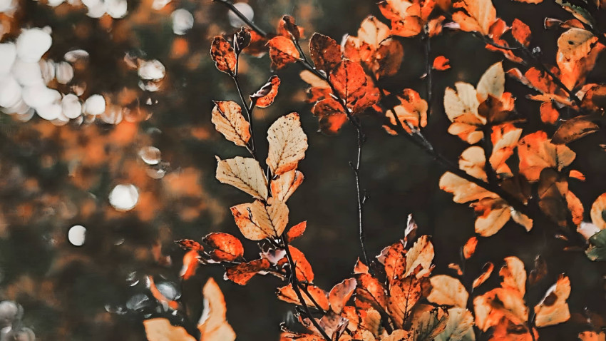 Autumn Leaves Aesthetic Wallpaper