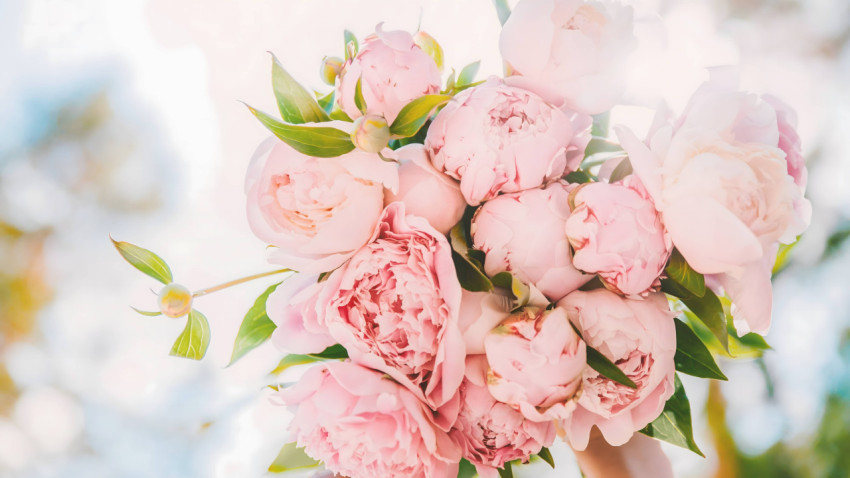 Best Flower Wallpaper for Desktop Monitor