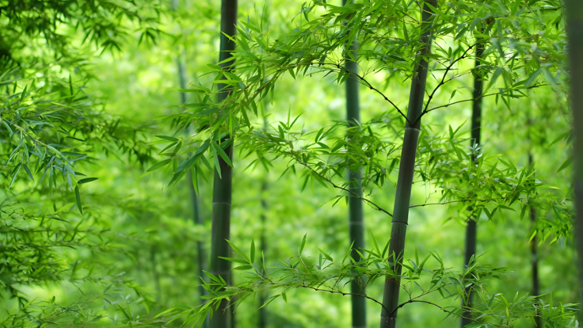 Green Bamboo Desktop Wallpaper