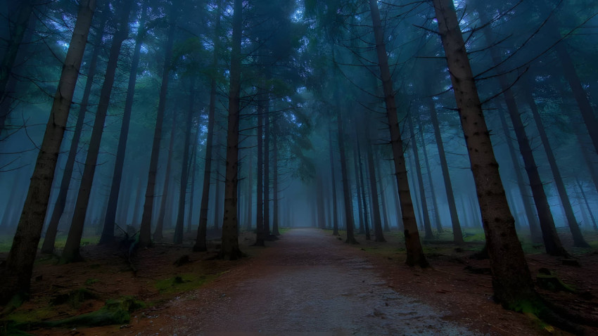 Twilight In Quiet Forest Desktop Wallpaper