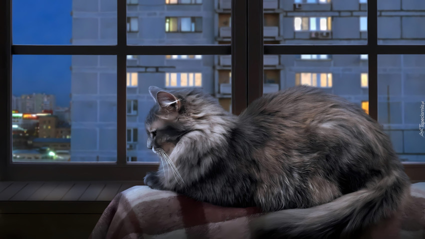 Calming Cat Photo for Relaxation