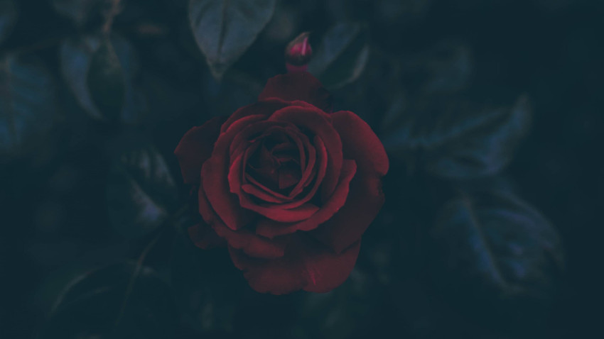 Popular Flower Desktop Picture in High Quality