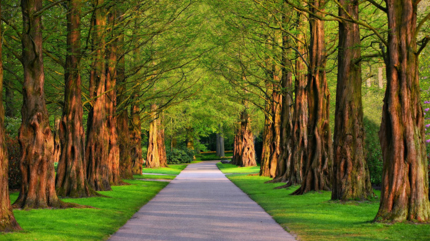 Peaceful Walkway Desktop Garden Background