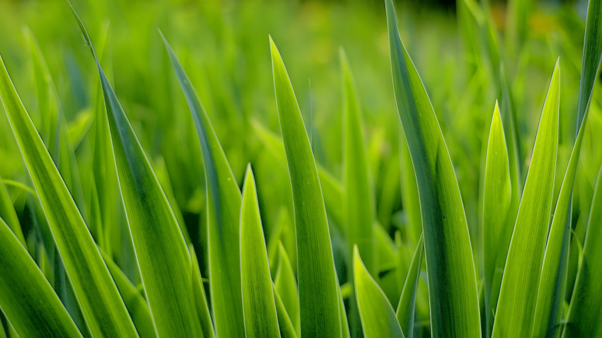 High Resolution Grass Background for Desktops