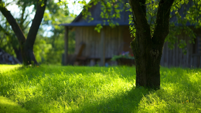 Serene Grass Field Wallpaper for Computer Screens