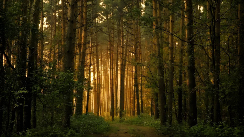 Wildflower Meadow In A Forest Setting Wallpaper