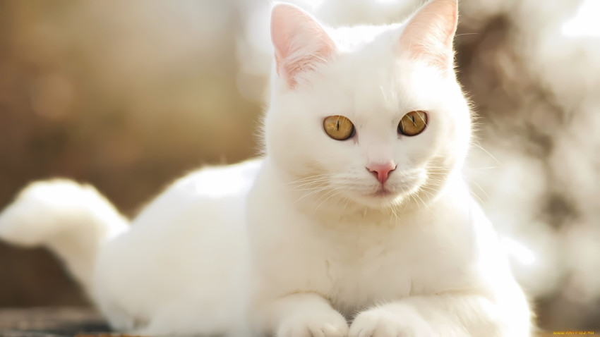 Beautiful White Cat Images in 4K For Desktop