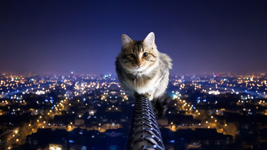 Cat in Night Town Wallpaper in 4K