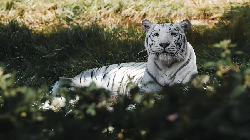 White Tiger Lying on the Ground Wallpaper