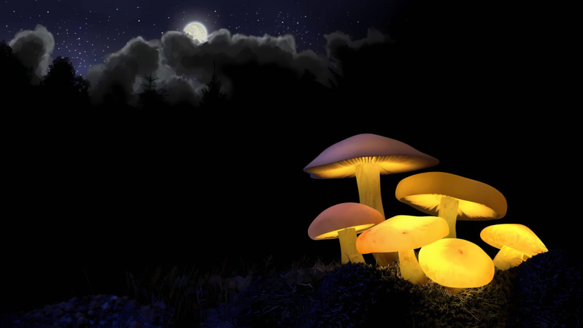 Lovely Mushroom Computer Wallpaper for Your Desktop