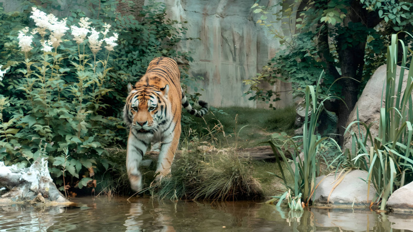 Tiger on the Hunt with Intense Focus Wallpaer For Desktop