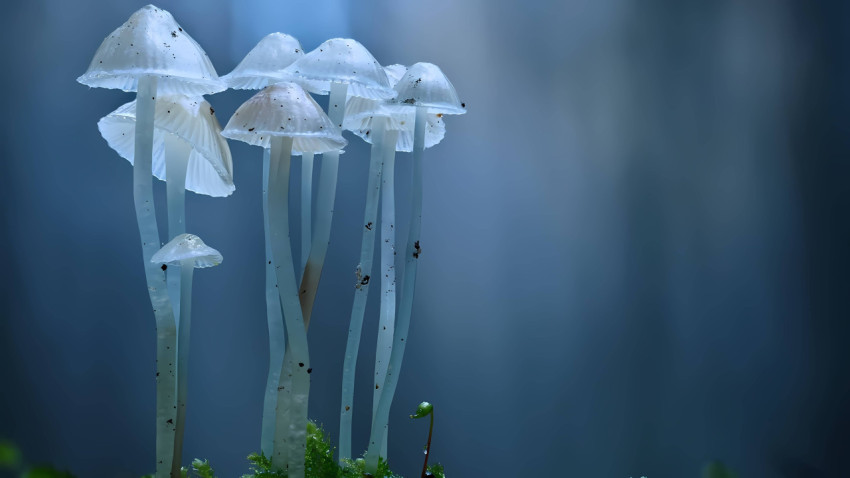 Mushroom Computer Wallpaper to Style Your Desktop Screen