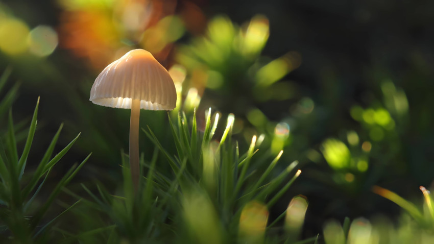 Playful Mushroom Computer Picture for Your Desktop Screen