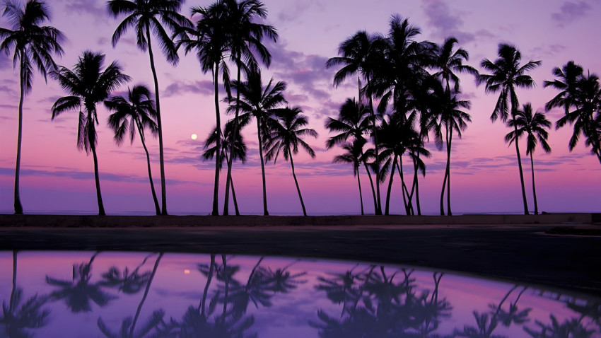 Tropical Breeze Palm Tree Desktop