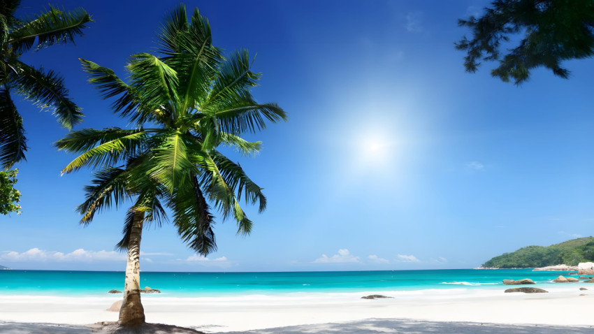 Serene Palm Tree Desktop Wallpaper 4K