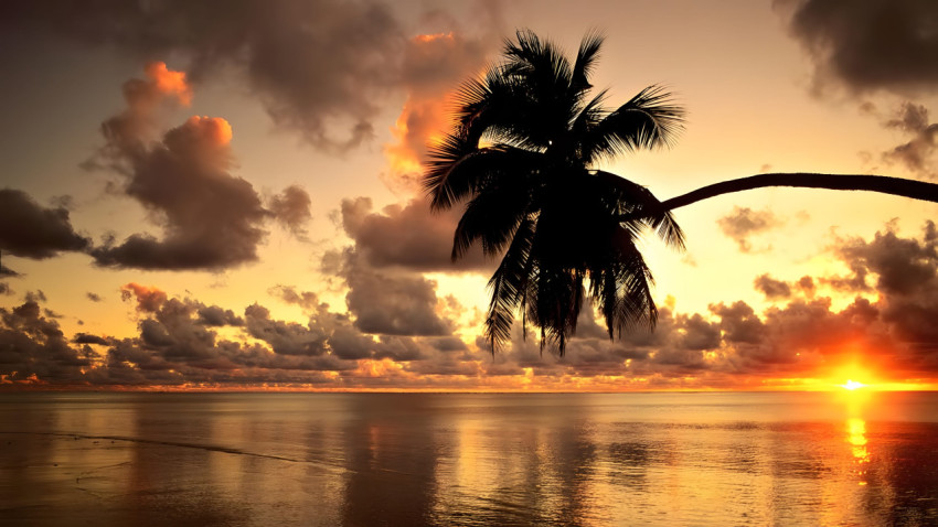 Paradise Palm Tree Desktop Background