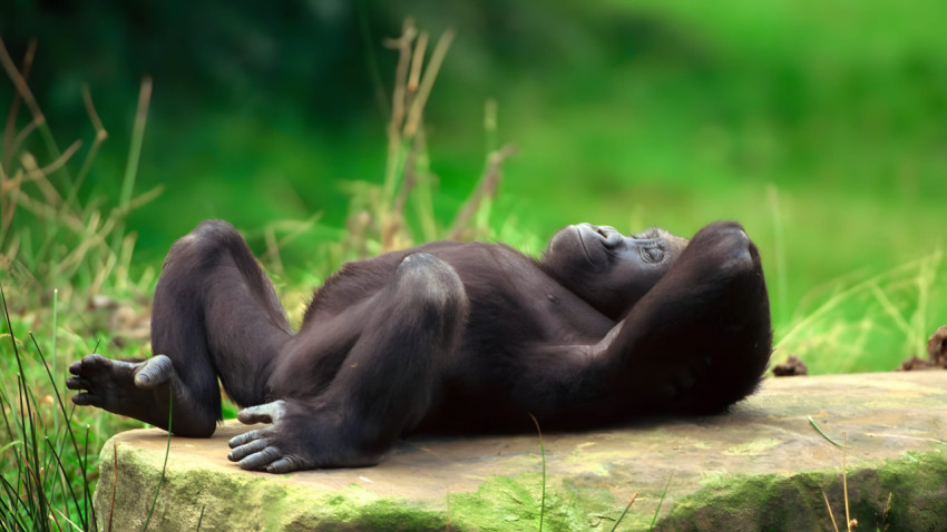 Cool Gorilla Desktop Wallpaper HD