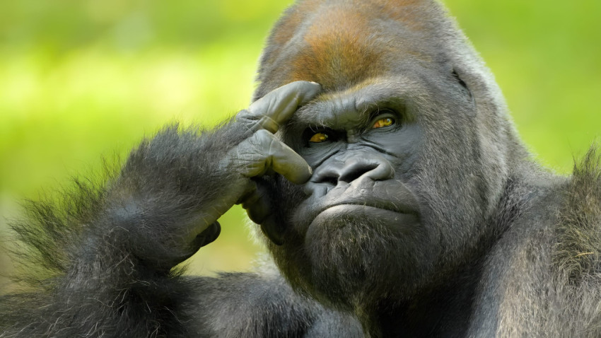 Strong Gorilla Wallpaper HD