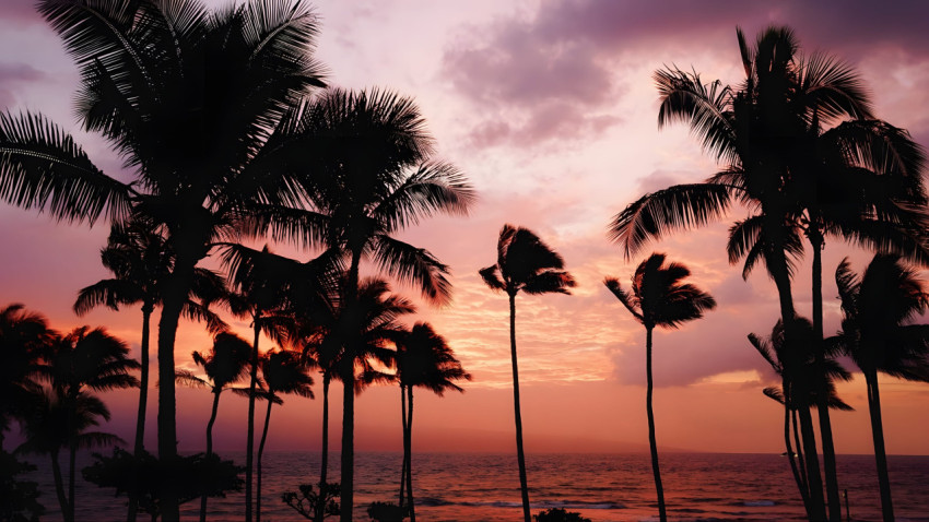 Palm Tree Beach Sunset Desktop Image