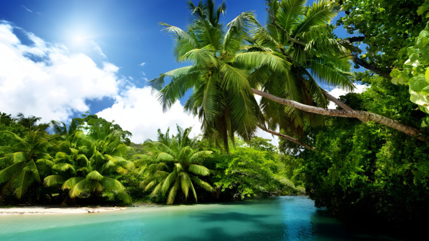 Dreamy Palm Tree Desktop Background