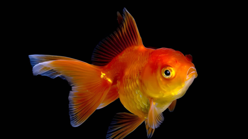 Beautiful Tropical Fish Photo for Pc Wallpapers