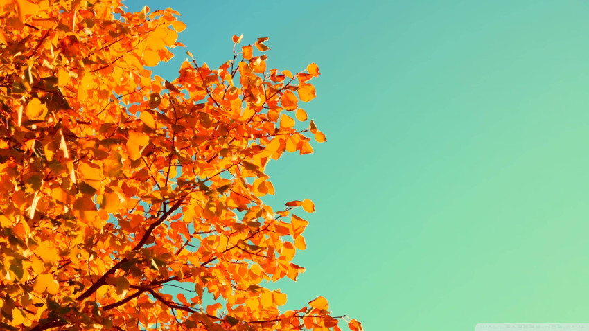 Relaxing Indie Pic for Peaceful Background