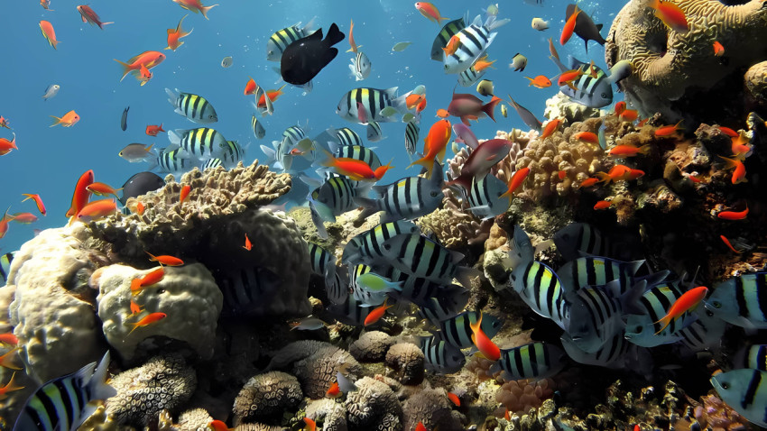 Peaceful Fish Wallpaper for a Calming Touch