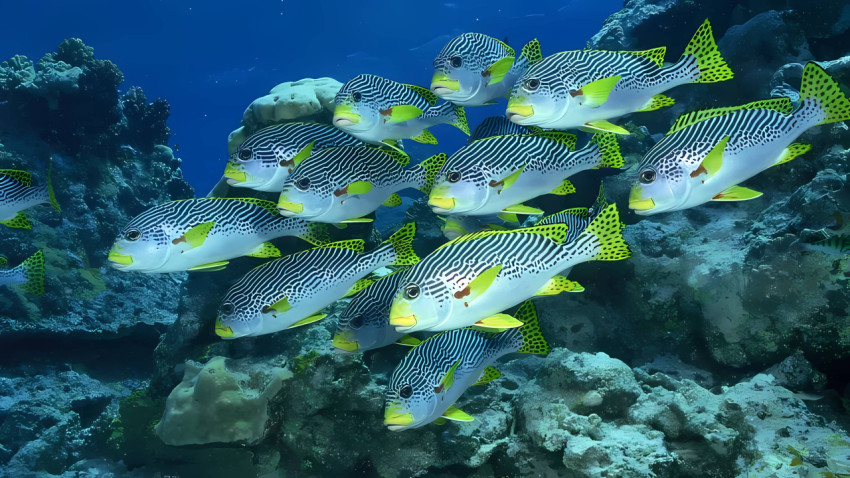 HD Colorful Fish Wallpaper to Light Up Your Screen