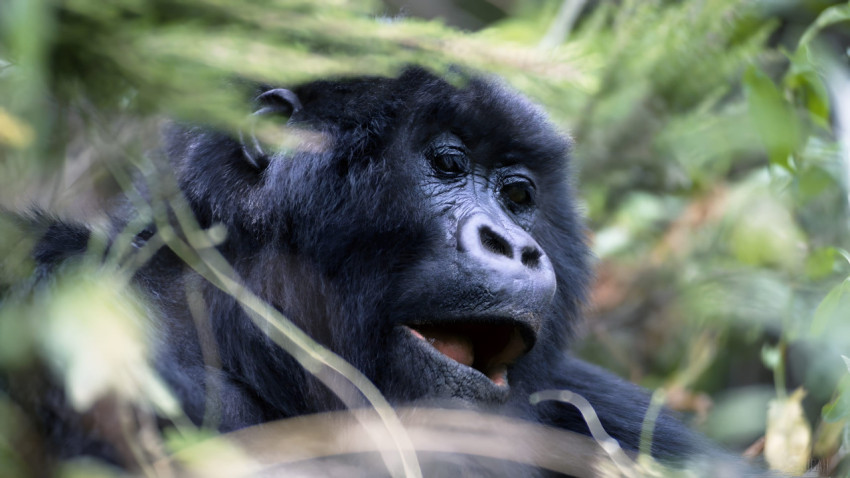 Jungle Gorilla Desktop Photo