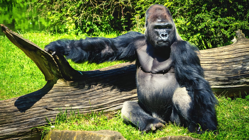 Mighty Gorilla Desktop Photo