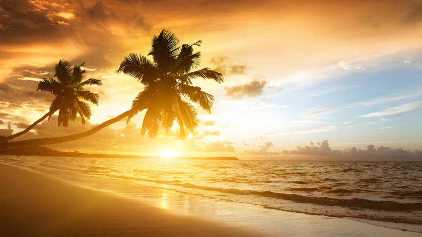Best Palm Tree Desktop Wallpaper HD