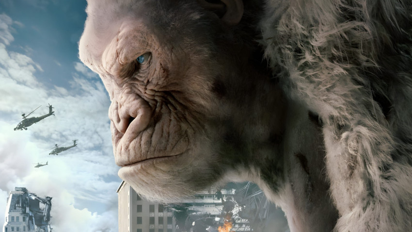 Wild Gorilla Desktop Photo 4K