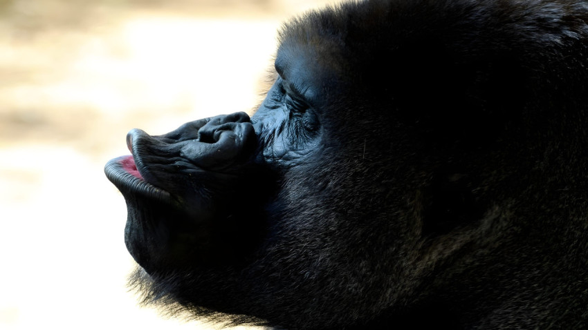 Funny Gorilla Desktop Image Free