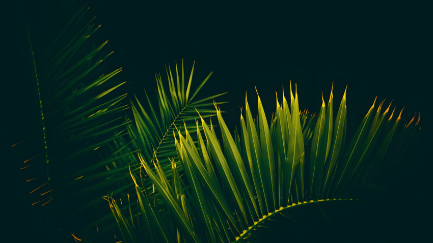 Nature Palm Tree Desktop Wallpaper