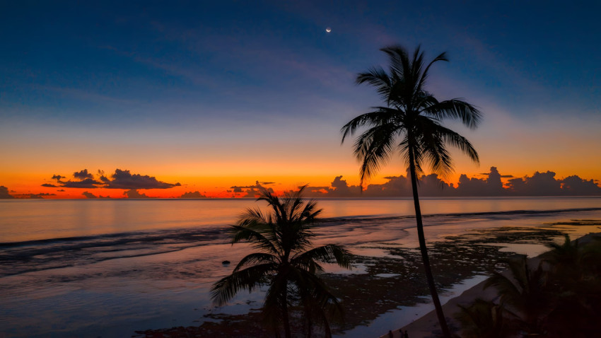 Golden Sunset Palm Tree Desktop Photo