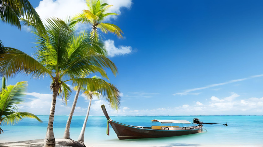 HD Palm Tree Desktop Background