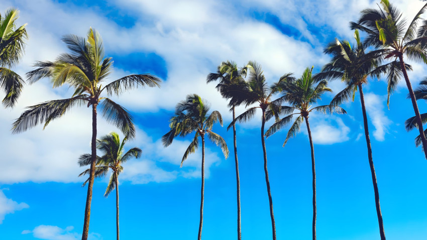 Aesthetic Palm Tree Desktop Picture