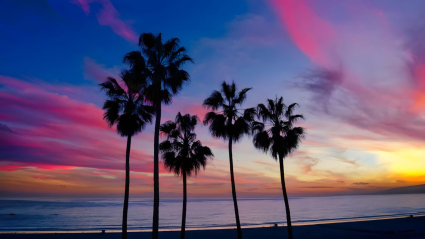 Crystal Clear Palm Tree Desktop Photo