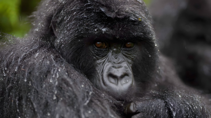 Gorilla Desktop Image Download