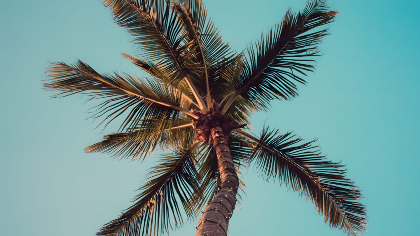 Palm Tree Aesthetic Desktop Wallpaper