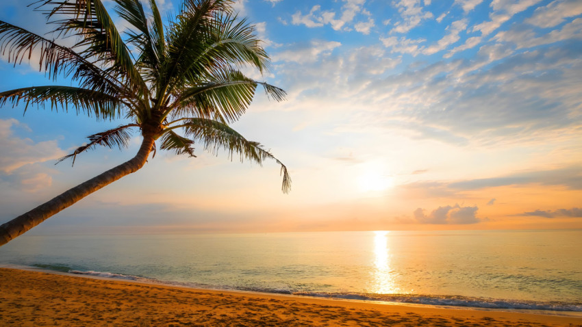 Ocean View Palm Tree Desktop 4K Wallpaper