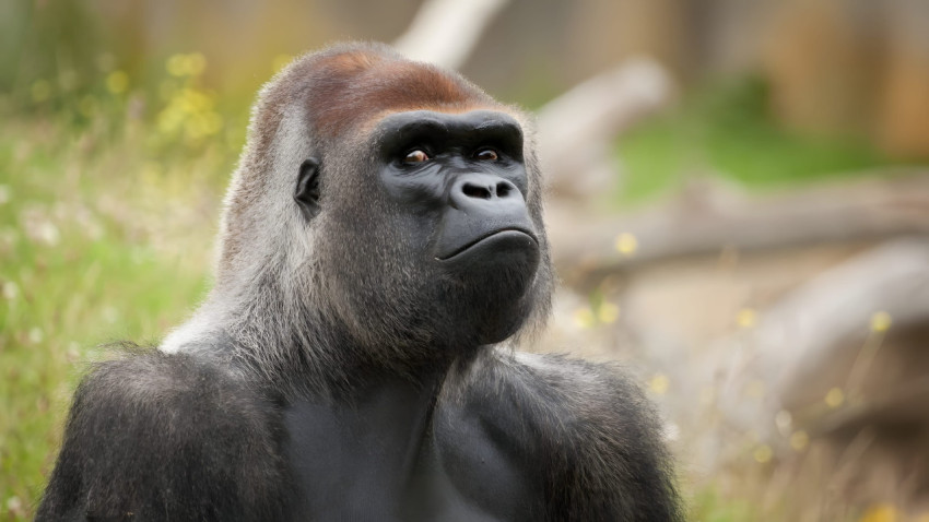 Gorilla Desktop Picture HD