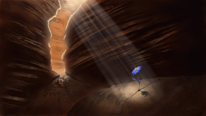 Best Flower Desktop Picture in High Resolution