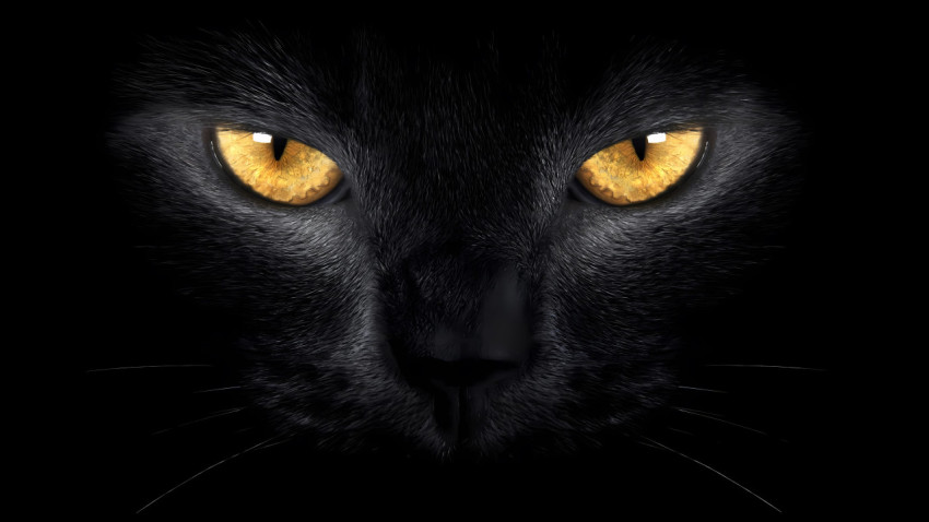High-Quality Black Cat Wallpaper Download For Desktop