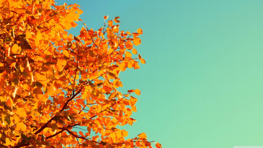 Vibrant Fall Color for Desktop