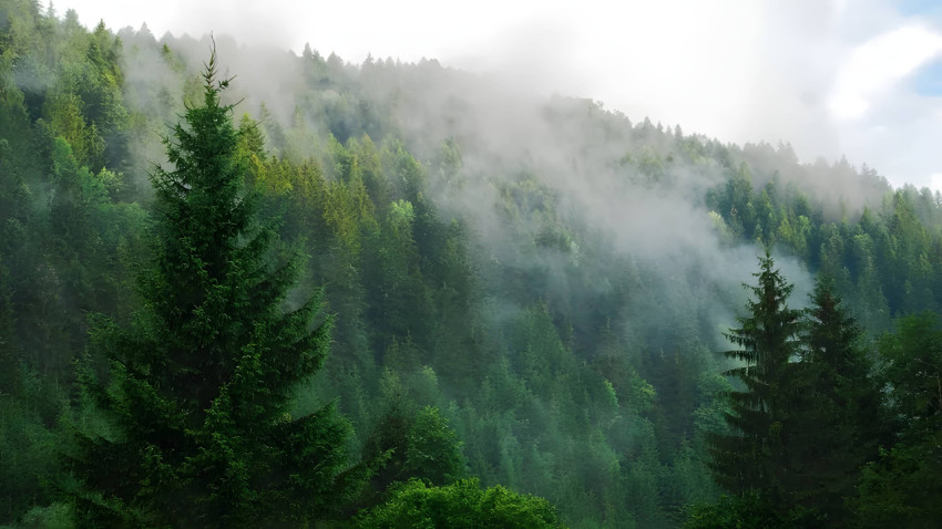 Pine Trees On Foggy Forest Desktop Wallpaper